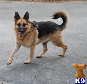 Dogs for Sale in WV